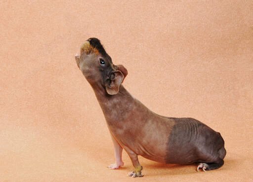 A wonderful little Skinny Guinea Pig stretching out it's whole body