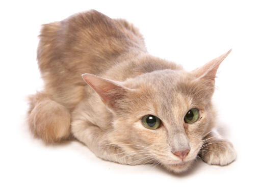 Long haired Oriental cat lying against a white background