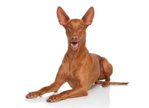 Miniature pharaoh hound clearance