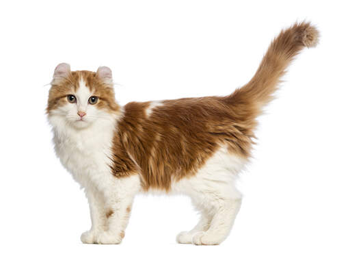 A beautiful bicolour american curl