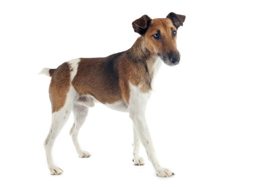 Smooth fox 2024 terrier