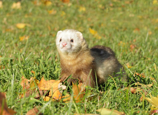 A lovely little Champagne Ferret playing in the grass