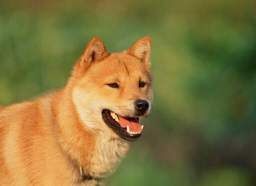 Korean jindo deals puppies for sale