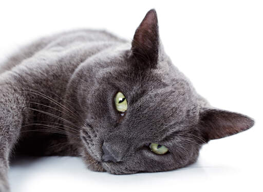 The angellic face of a Russian Blue