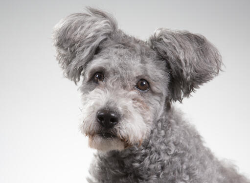 A Hungarian  Pumi with lovely bright eyes and fluffy ears