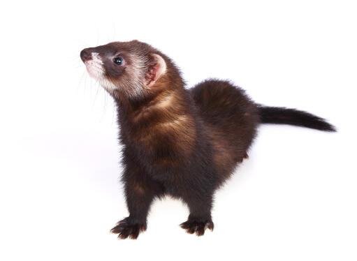 A Sable Ferret with a beautiful soft brown coat