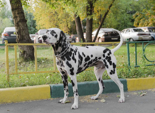 A healthy, adult Dalmatian showing off it's it's incredible, muscular body