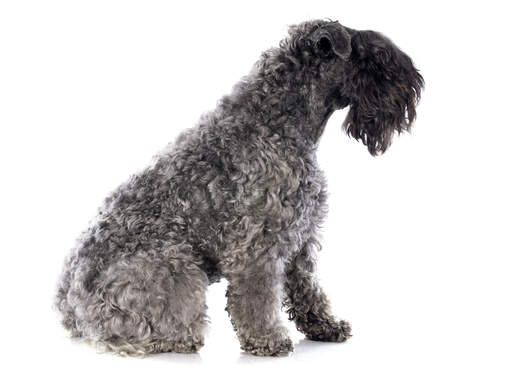 A side on of the curly coated Kerry Blue Terrier with a beautiful black beard and fringe