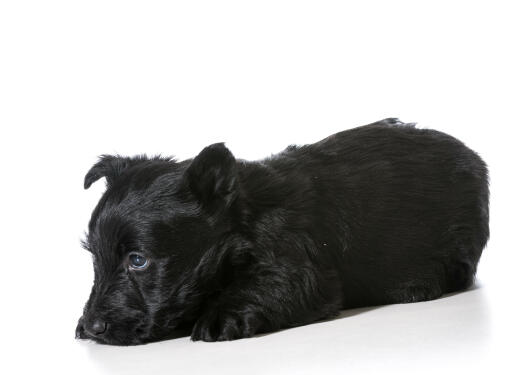 A gorgeous, little, black Scottish Terrier puppy resting on the floor