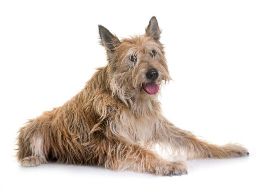 Picardy-Sheepdog-White-Background