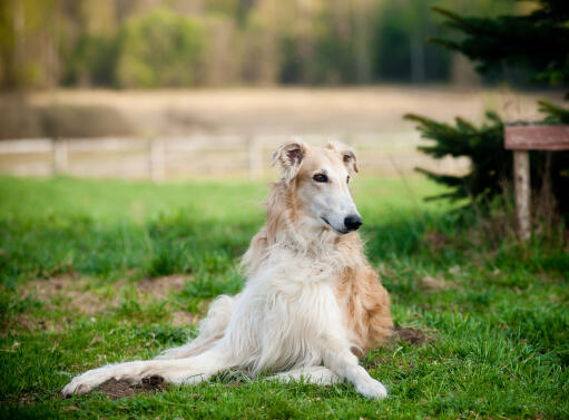 A beautiful Borzoi's typical lying down position