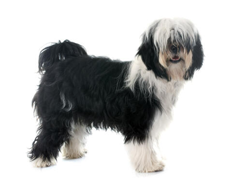 A Tibetan Terrier with a black and white coat, showing off it's long fringe and bushy tail