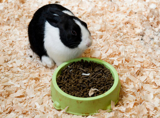 A beautiful white and black Dutch rabbit enjoying it's food