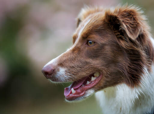 A close up of a Border Collie's beautiful long nose and soft, brown coat