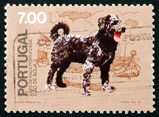 A stamp of a Portuguese Water Dog