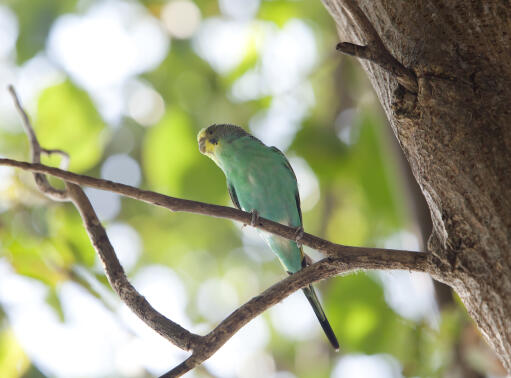 A Budgerigar's wonderful green and blue chest feathers