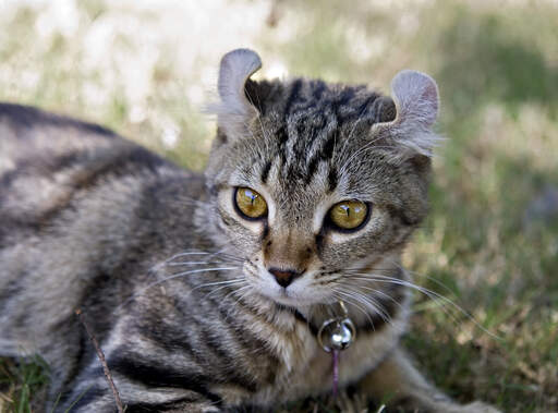 Highlander Cats Have Distinctive curled ears