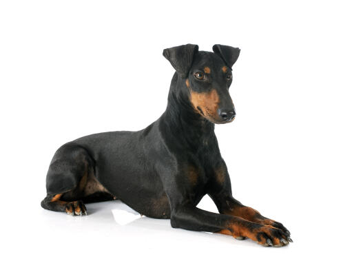 Manchester terrier hound mix best sale