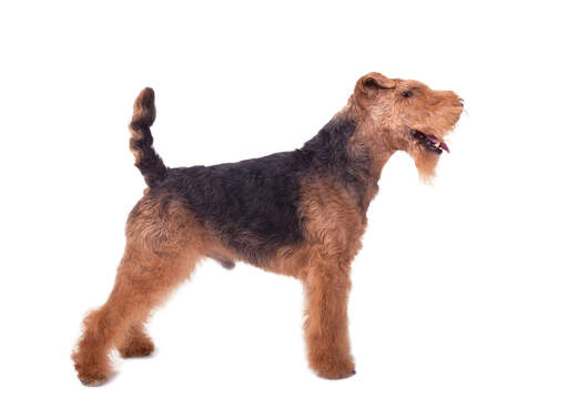 A male Welsh Terrier showing off it's beautiful short body and long legs