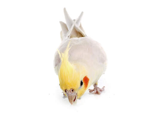 A close up of a Cockatiel's lovely, yellow top feathers