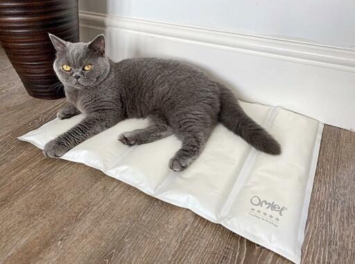 Cat mat on sale