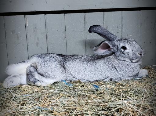 Guapo a giant chinchilla buck