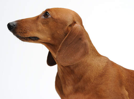 The typical long nose of beautiful, brown Dachshund