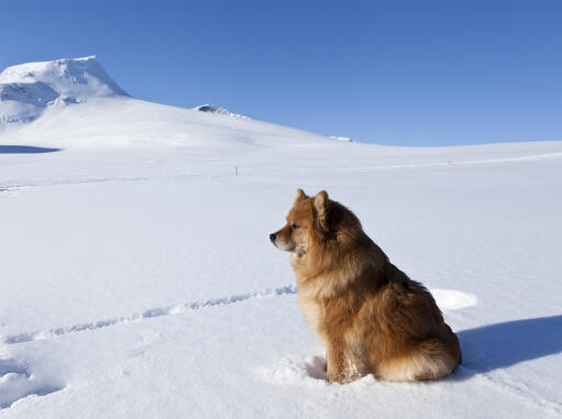 A beautiful Finnish Lapphund with a thick soft coat sitting in the snow