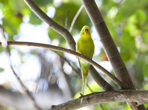 A wonderful Budgerigar perched in a tree