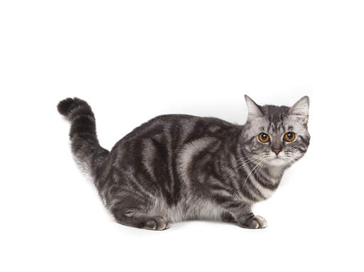 A lovely grey marbled american shorthairr Cat