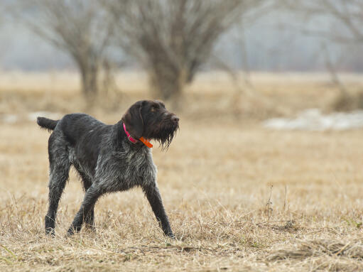 A dark coated German Wirehaired Pointer enjoying some exercise