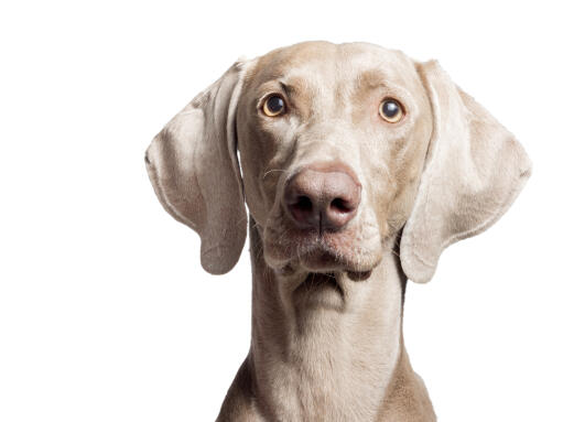 A close up of a Weimaraner's large floppy ears and short grey coat