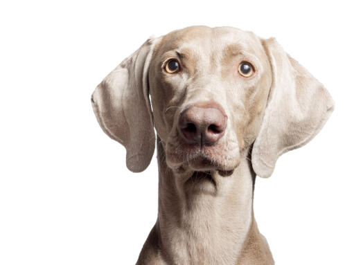 Grey hotsell coated dogs