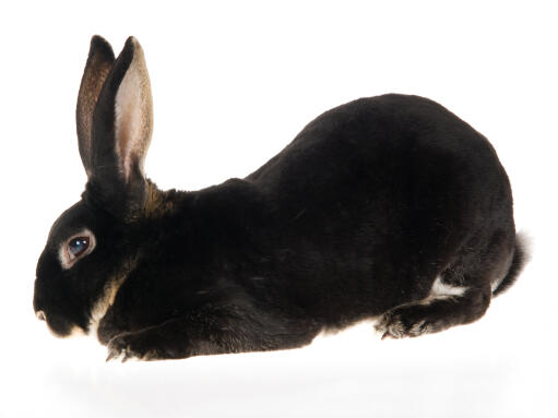 The wonderful tall ears of an Otter Rex rabbit