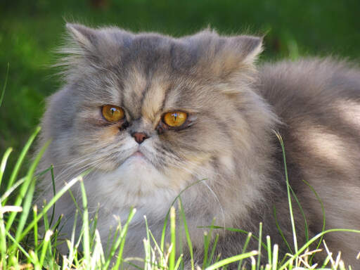 A lovely diluted Calico Persian lying in the grass