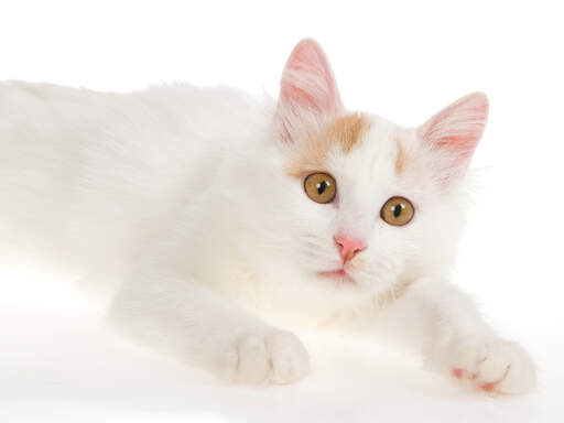 A Turkish Van ready to pounce