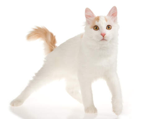 A Turkish Van with ginger colouration