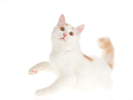 A young Turkish Van ready bat a toy with its paw