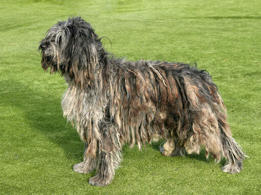 A bergamasco showing off his lovely coat