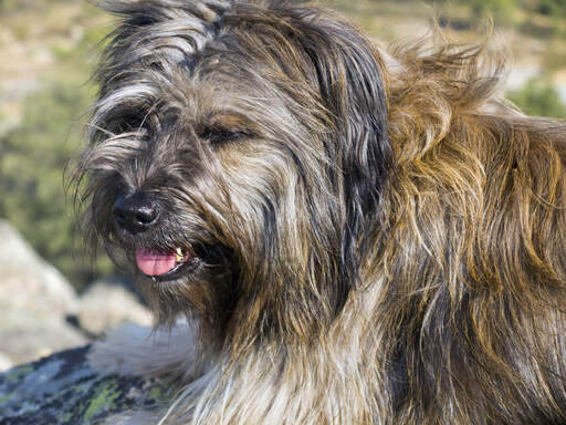 A close up of a Catalan Sheepdog's wonderful long coat