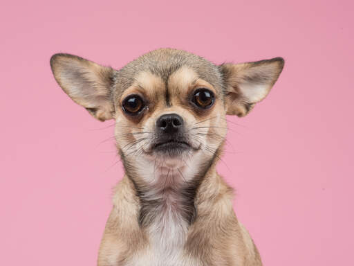 A close up of a Chihuahua's lovely tall ears