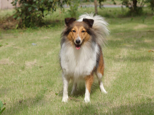 A lovely adult Collie's healthy long coat and big, bushy tail