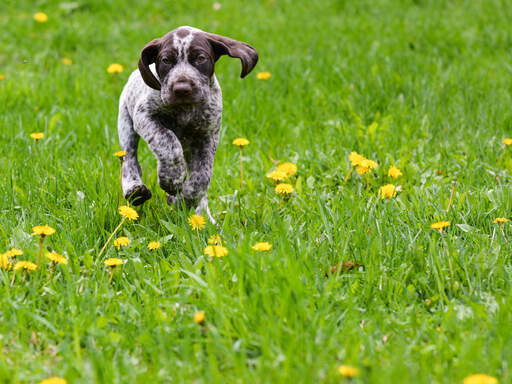 A German short haired pointer puppy bounding along