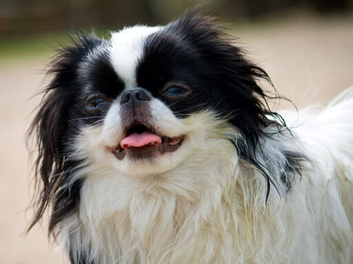 A close up of a Japanese Chin's amazing long soft black and white coat