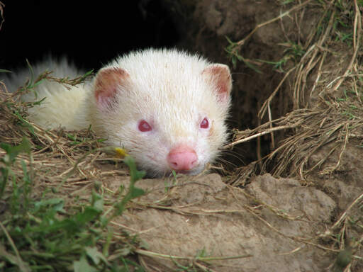 A close up of an Albino Ferret's beautiful little pink nose and red eyes