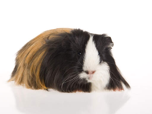 A close up of a Silky Guinea Pig's beautiful little pink nose