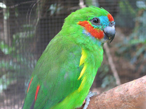 A Double Eyed Fig Parrot's beautiful green top feathers