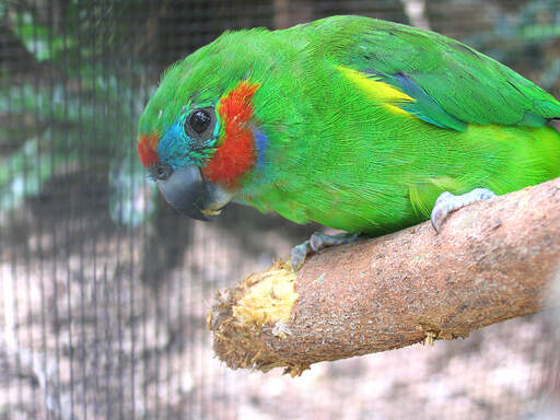 A Double Eyed Fig Parrot using it's powerful beak