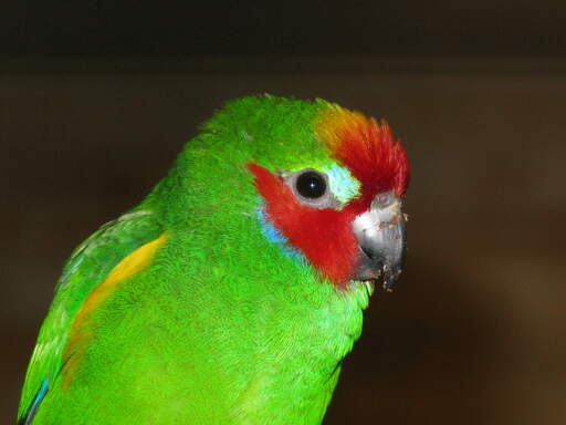 A close up of a Double Eyed Fig Parrot's incredible red face feathers