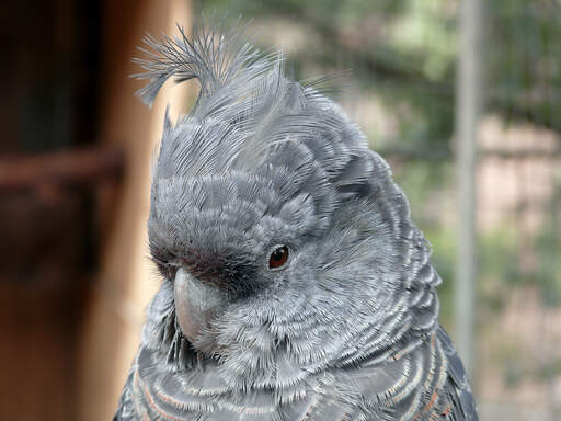 A close up of a Gang Gang Cockatoo's lovely, grey head feathers